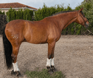 Caballo castrado Lusitano En venta 2019 Bayo