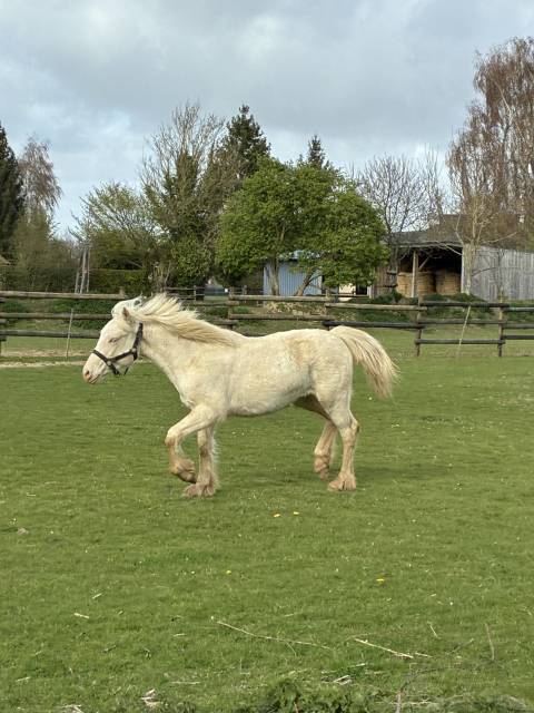 Potranca Welsh Poni (Secci&oacute;n D), Welsh Cob  En venta 2025 Crema por Ubiwan des colines