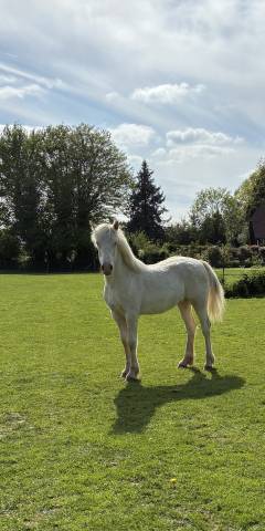 Potranca Welsh Poni (Secci&oacute;n D), Welsh Cob  En venta 2025 Crema por Ubiwan des colines