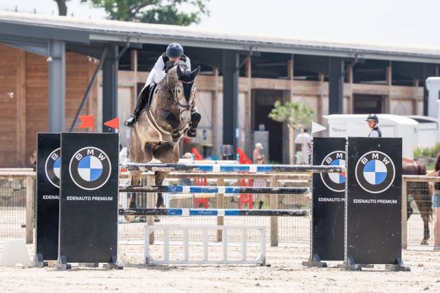 Caballo castrado Silla Franc&eacute;s En venta 2019 Tordo
