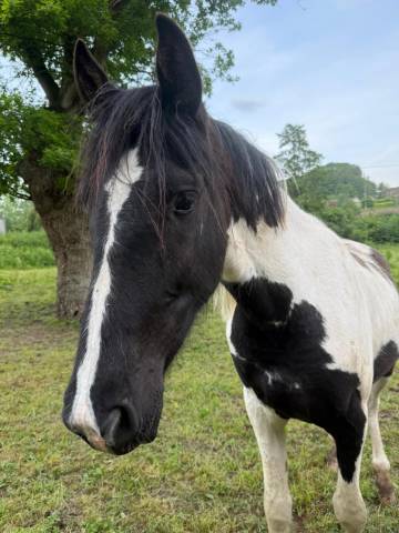 Caballo castrado Caballo de Deporte de Color En venta 2023 P&iacute;o