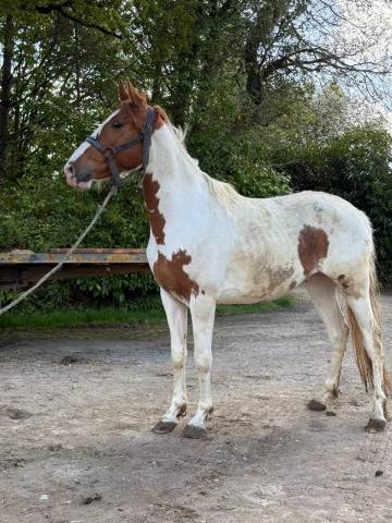 Caballo castrado Caballo de Deporte de Color En venta 2022 P&iacute;o