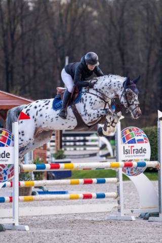 Potro sBs Caballo de Deporte Belga En venta 2025 Bayo moreno