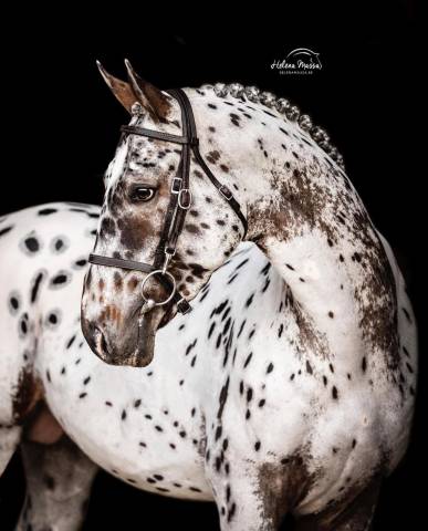 Potro sBs Caballo de Deporte Belga En venta 2025 Bayo moreno