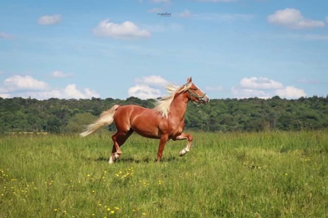 Caballo castrado PFS Poni Fran&ccedil;&eacute;s de Silla En venta 2023 Palomino por QUABAR DES MONCEAUX