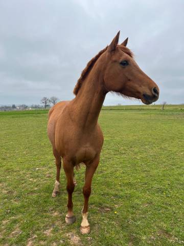 Caballo castrado Media Sangre Arabe En venta 2019 Alaz&aacute;n por CALCIUM ARTAGNAN AA
