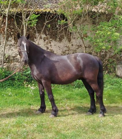 Caballo castrado Connemara En venta 2022 Negro