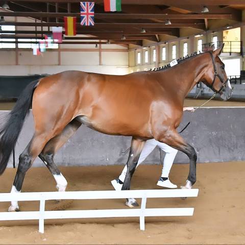 Potranca Cheval de Selle Italien En venta 2023 Bayo por l'arc de triomphe