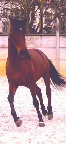 Caballo castrado PRE Pura Raza Espa&ntilde;ola En venta 2017 Bayo moreno
