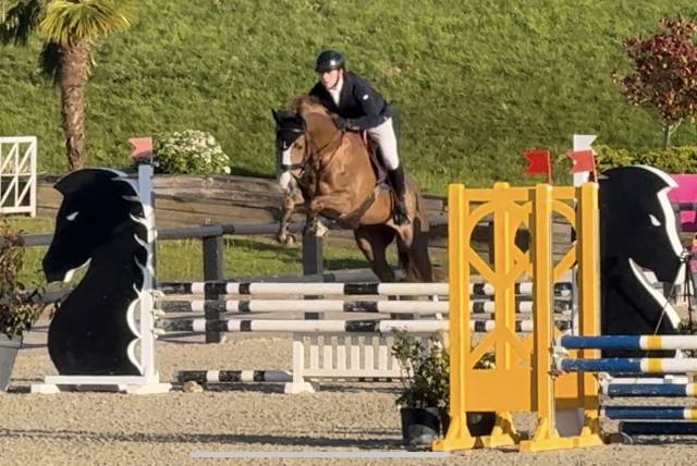 Caballo castrado Silla Franc&eacute;s En venta 2022 Alaz&aacute;n