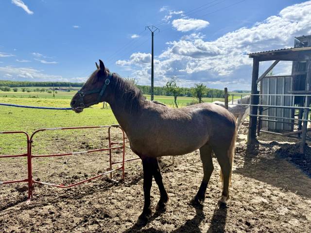 Caballo entero Barbe En venta 2023 Alaz&aacute;n tostado