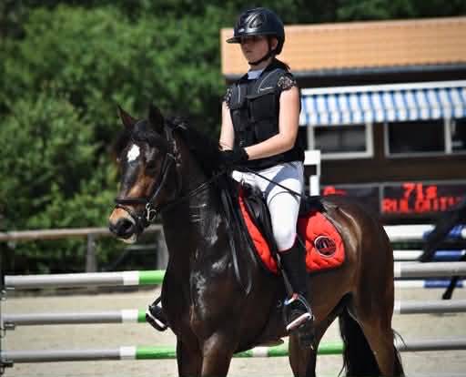 Yegua PFS Poni Fran&ccedil;&eacute;s de Silla En venta 2017 Bayo