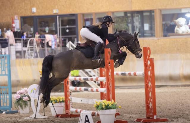 Yegua PFS Poni Fran&ccedil;&eacute;s de Silla En venta 2017 Bayo