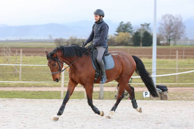 Caballo castrado Caballo de Deporte Alem&aacute;n En venta 2020 Bayo