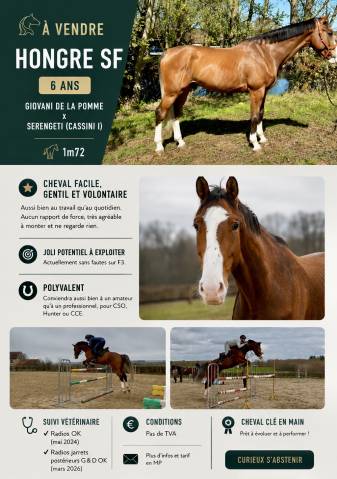 Caballo castrado Silla Franc&eacute;s En venta 2020 Bayo