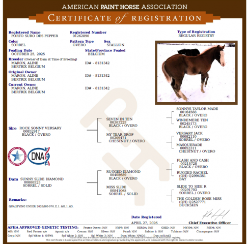 Potro Paint Horse En venta 2025 Sorrel por ROCK SONNY VERSARY