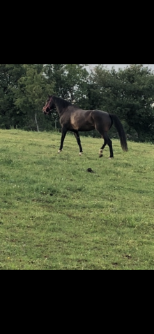 Yegua KWPN Caballo de Deporte Neerland&eacute;s En venta 2010 Bayo moreno por KANNAN