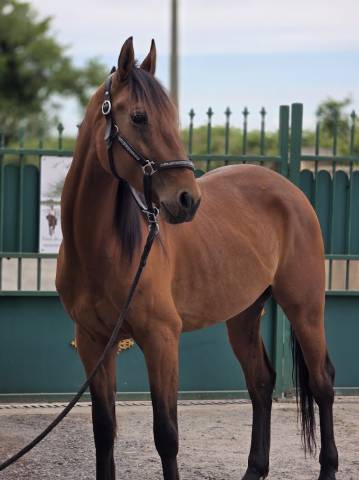 Caballo castrado Trot&oacute;n Franc&eacute;s En venta 2022 Bayo