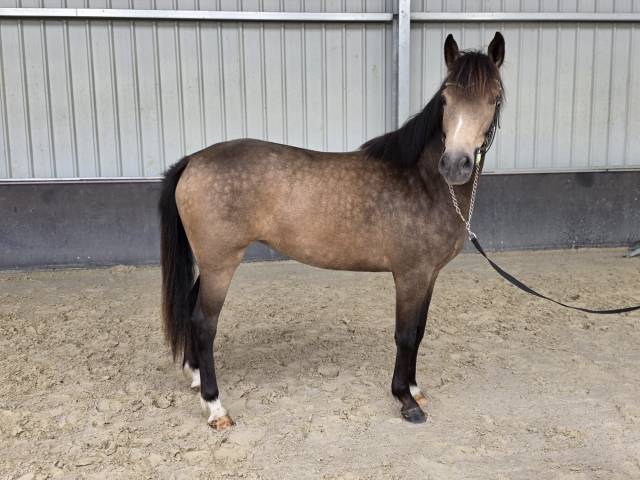 Yegua sBs Caballo de Deporte Belga En venta 2023 Isabelo