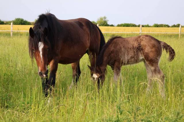Potranca Shire En venta 2026 Negro por Ruskington Quantum Lad