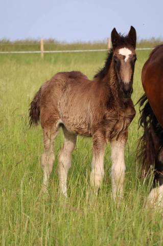 Potranca Shire En venta 2026 Negro por Ruskington Quantum Lad