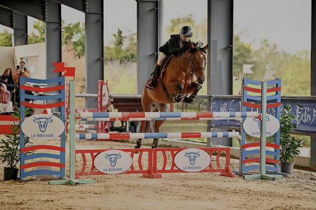Yegua PFS Poni Fran&ccedil;&eacute;s de Silla Pr&eacute;stamo 2013 Bayo