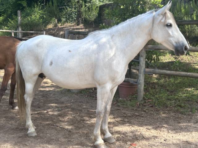 Yegua PRE Pura Raza Espa&ntilde;ola En venta 2015 Tordo por GRACIOSO DI