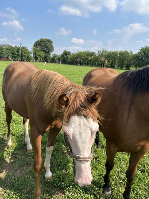 Caballo entero Paint Horse En venta 2024 Alaz&aacute;n