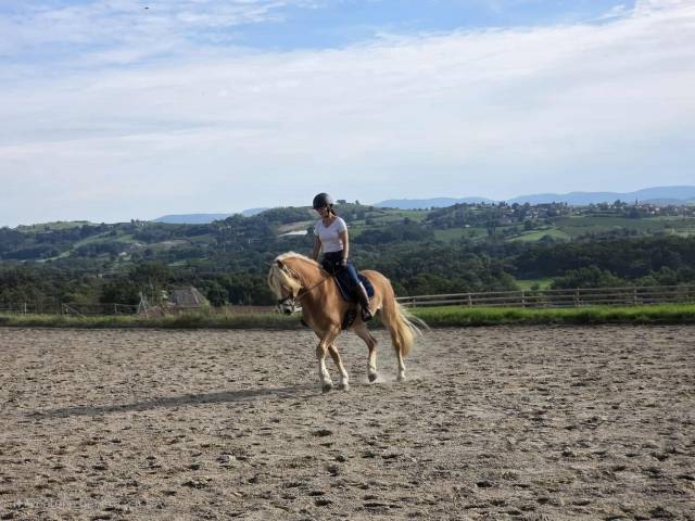 Caballo castrado Haflinger En venta 2019 Pelo de vaca por VOLTAIRE PENN