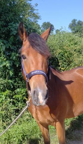 Caballo castrado New Forest En venta 2021 Bayo por Birkilds Balboa