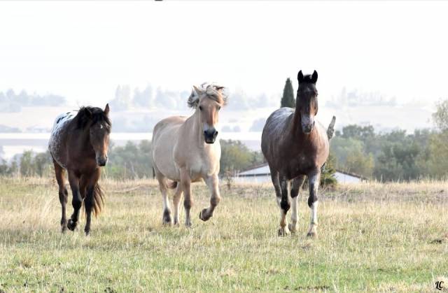 Monitor de equitaci&oacute;n - No asalariado Medio tiempo - Alto Garona Francia