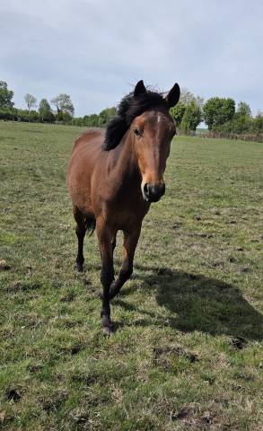 Yegua New Forest En venta 2024 Bayo por L'ancelot du m&eacute;nage