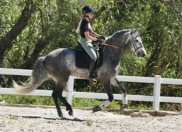 Caballo castrado PRE Pura Raza Espa&ntilde;ola En venta 2020 Tordo