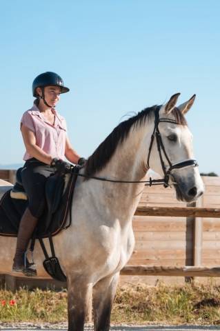 Caballo castrado KWPN Caballo de Deporte Neerland&eacute;s En venta 2019 Isabelo