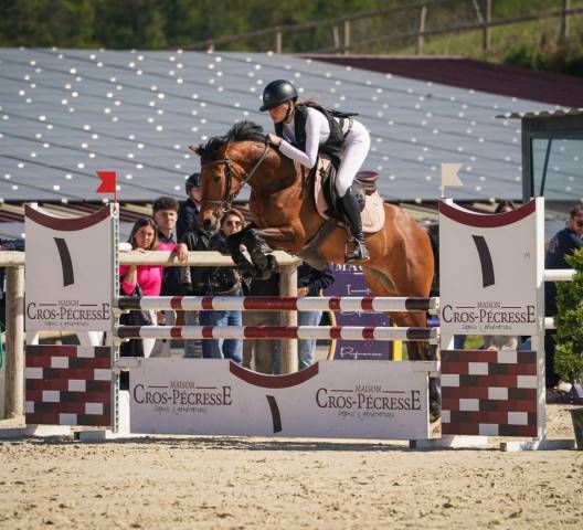 Caballo castrado PFS Poni Fran&ccedil;&eacute;s de Silla En venta 2020 Bayo