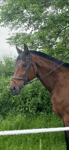 Caballo castrado Pura Sangre En venta 2016 Bayo moreno