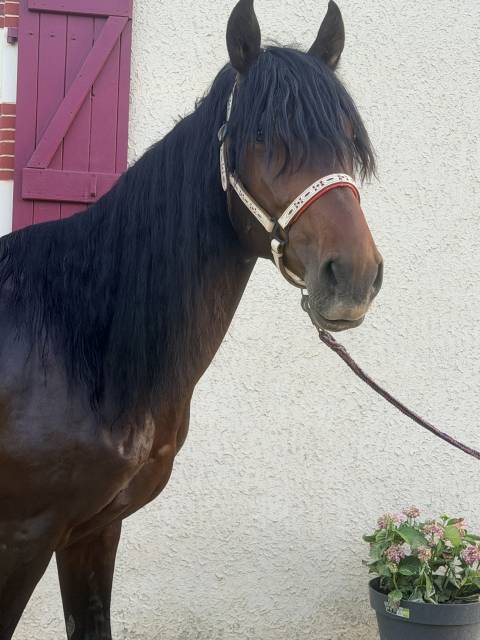 Caballo castrado Origen No Constatado En venta 2021 Bayo