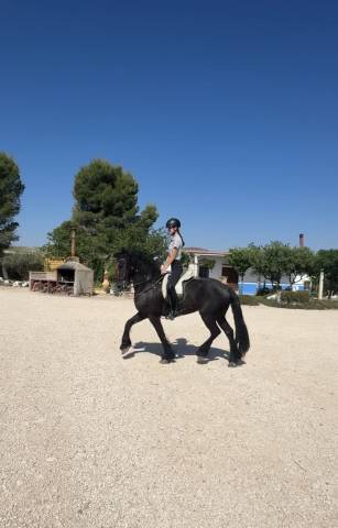 Frison con carta