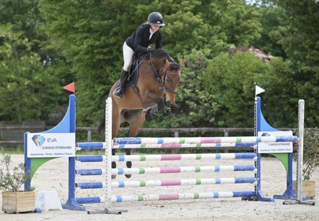 Caballo castrado Silla Franc&eacute;s En venta 2021 Bayo