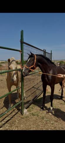 Black horse with blue eyes 