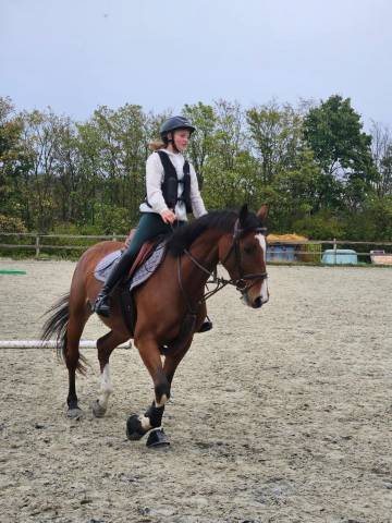 Yegua KWPN Caballo de Deporte Neerland&eacute;s En venta 2020 Bayo por DARIUS DU KASAI