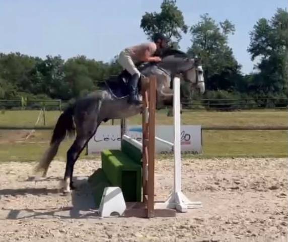 Caballo entero Silla Franc&eacute;s En venta 2022 Tordo