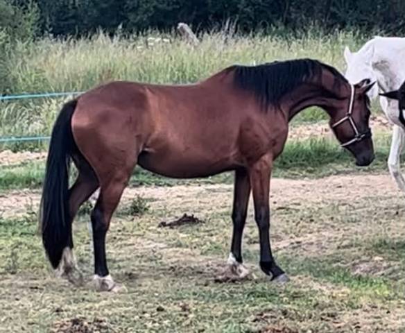 Yegua Silla Franc&eacute;s En venta 2021 Bayo