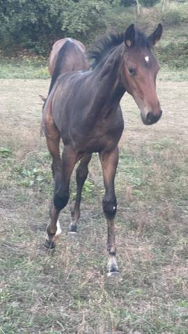Potro Silla Franc&eacute;s En venta 2026 Bayo por Dartagnan de Beliard 