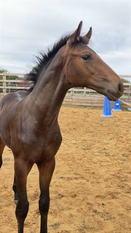 Potro Silla Franc&eacute;s En venta 2026 Bayo por Dartagnan de Beliard 