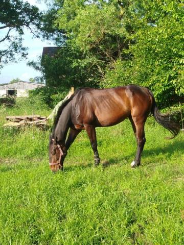 Caballo castrado Trot&oacute;n Franc&eacute;s En venta 2016 Bayo moreno