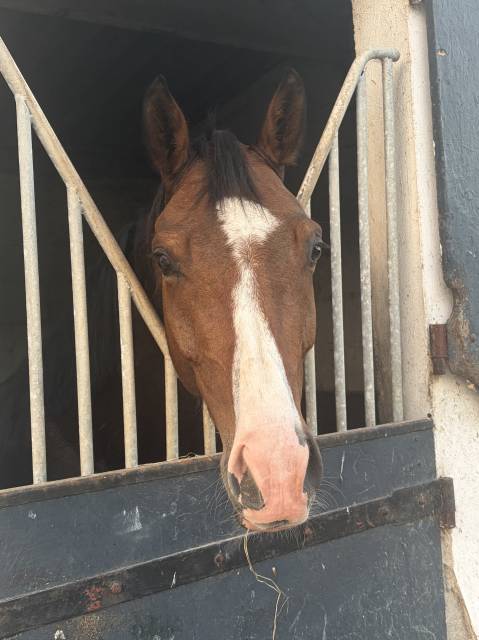 Caballo castrado Silla Franc&eacute;s En venta 2020 Bayo