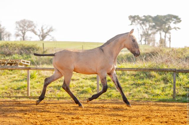 Potro Lusitano En venta 2025 Dun