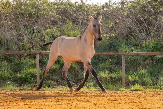 Potro Lusitano En venta 2025 Dun