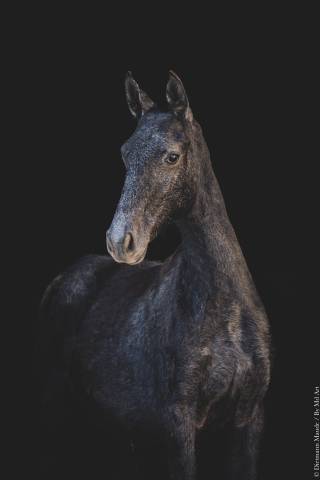 Potranca Lusitano En venta 2025 Tordo